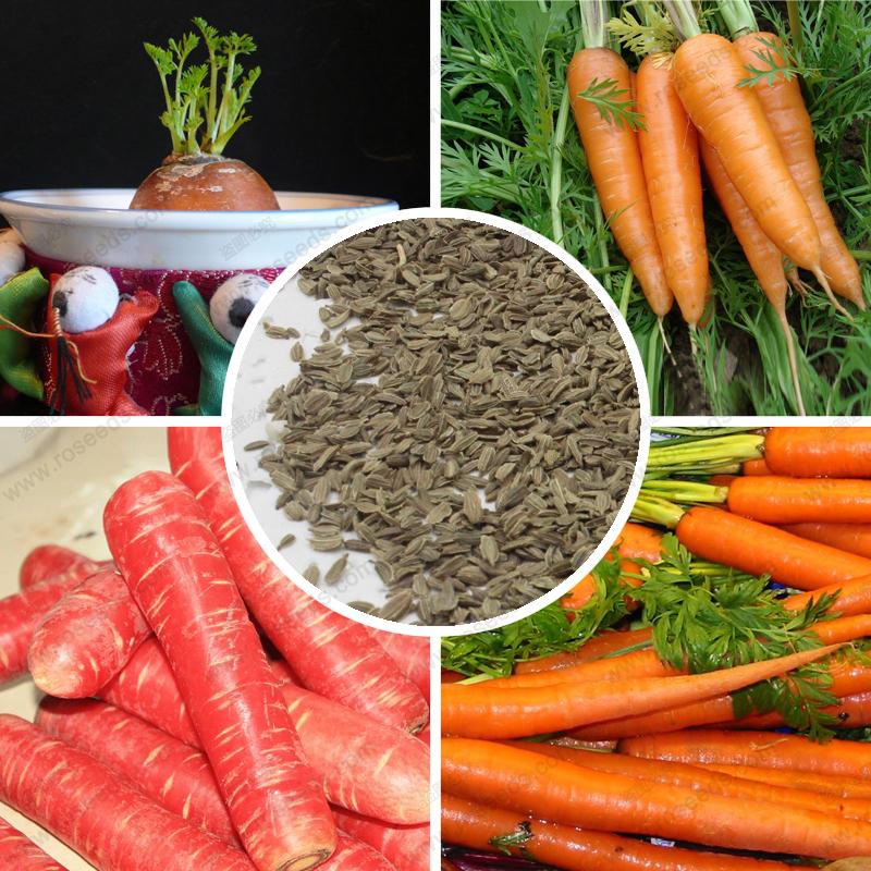 Establecen requisitos fitosanitarios para la importación de semillas de zanahoria de origen y procedencia Japón