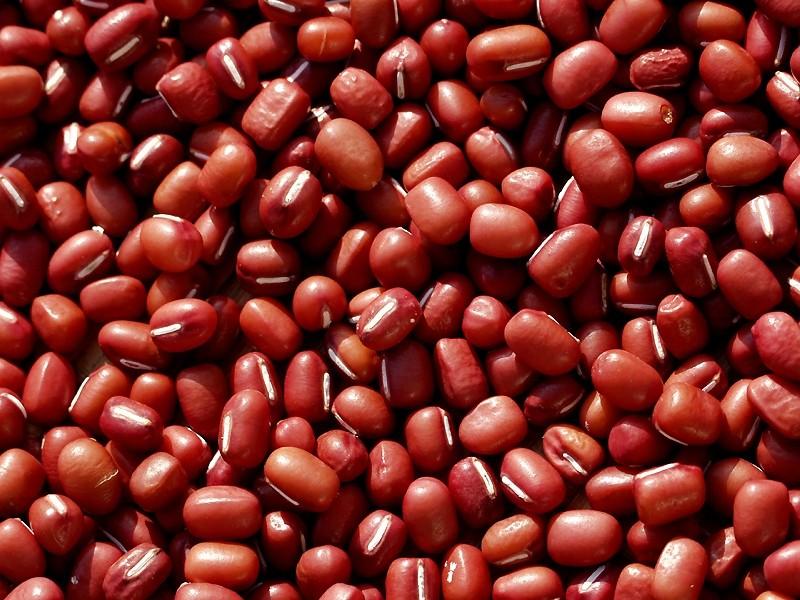Establecen requisitos fitosanitarios para la importación de grano de frejol adzuki de Argentina
