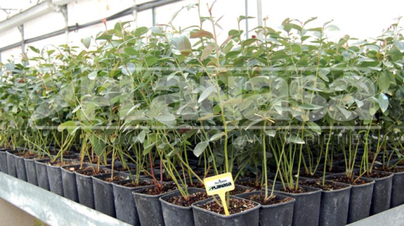 Establecen requisitos fitosanitarios para la importación de plantas de arándano provenientes de Planasa Viveros de España