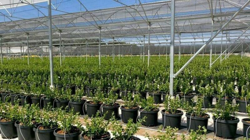 Establecen requisitos fitosanitarios  para la importación de plantas de arándano de España