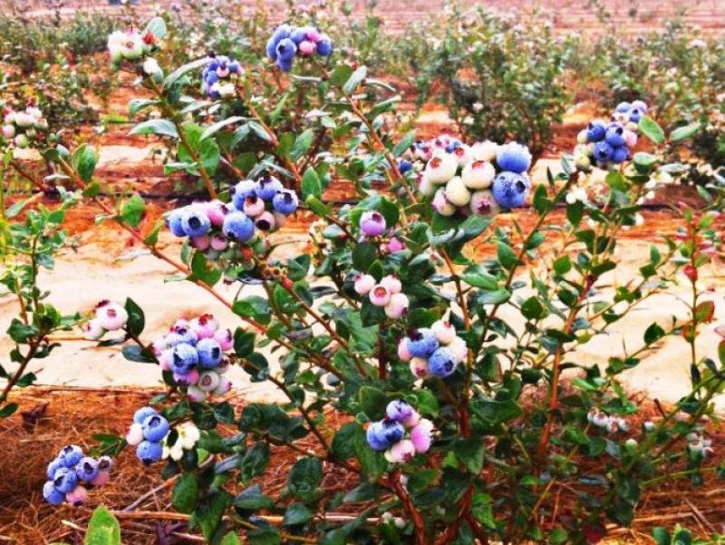 ESTADOS UNIDOS: BAJA OFERTA DE ARÁNDANOS EN GEORGIA