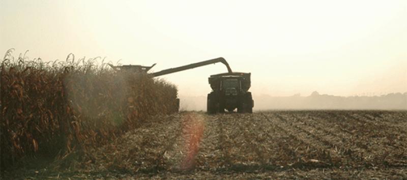 Estados Unidos proyecta cosechas extraordinarias de maíz y soya