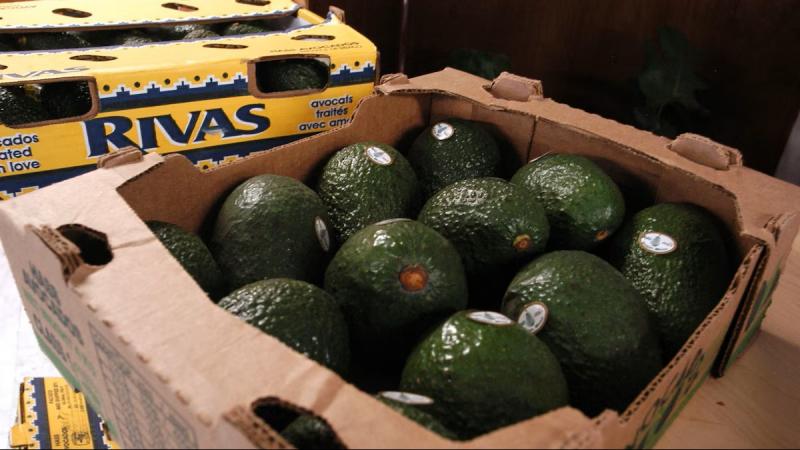 Estados Unidos suspende importación de palta de Michoacán