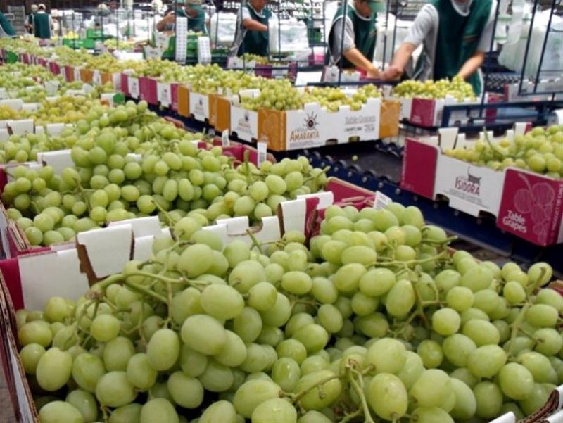 Estados Unidos y China se convierten en los principales destinos de la uva de mesa chilena