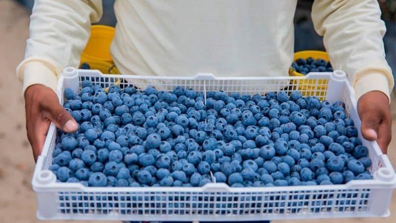 Éstas son las 10 principales exportadoras de arándano hasta la semana 42 de la actual campaña
