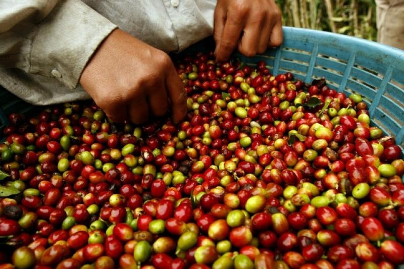 ESTIMAN CERRAR EL AÑO CON US$ 700 MILLONES EN EXPORTACIÓN DE CAFÉ