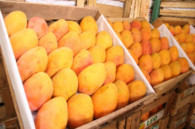 ESTIMAN EXPORTAR ALREDEDOR DE US$ 150 MILLONES EN MAGOS FRESCOS