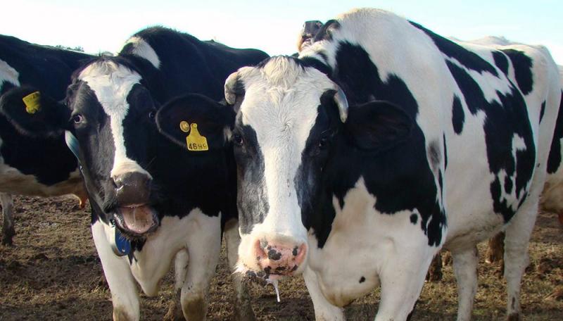Estrés calórico: el impacto de las altas temperaturas en los bovinos de leche