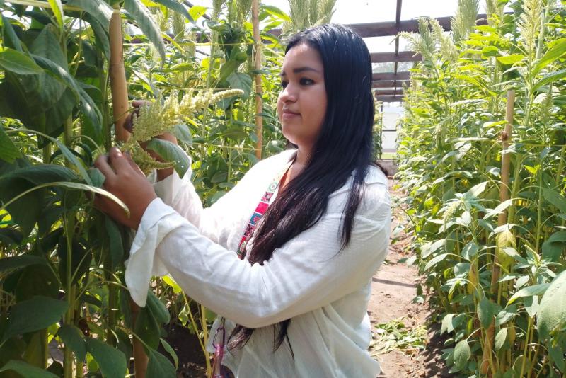 Estudiante de la UNALM busca crear insecticida agrícola orgánico con cáscara de quinua