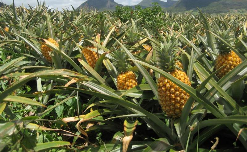 Estudio demuestra la viabilidad del cultivo de Piña Golden en Piura