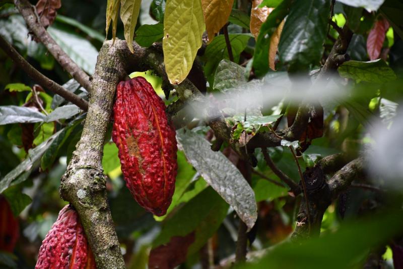 Estudio logra reducir nivel de cadmio en el cacao de San Martín