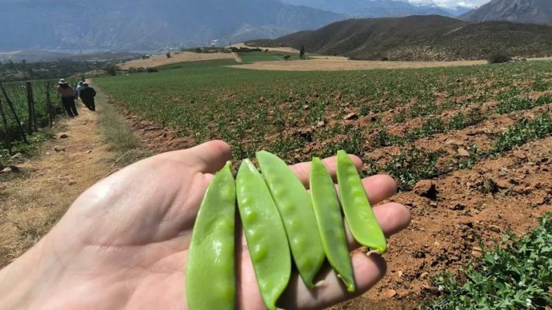 Europa es el mayor mercado para los guisantes de Perú