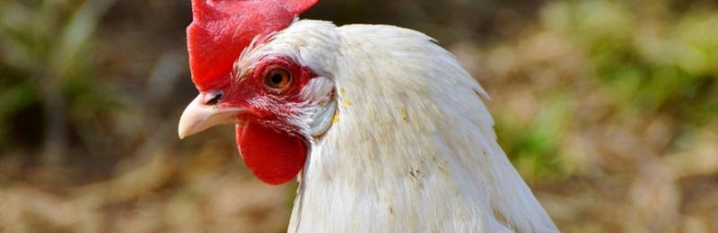 Europa quiere que se mate a los pollos de manera “más humanitaria”