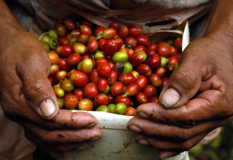 Exceso de lluvias en Colombia podría agravar la escasez mundial de café