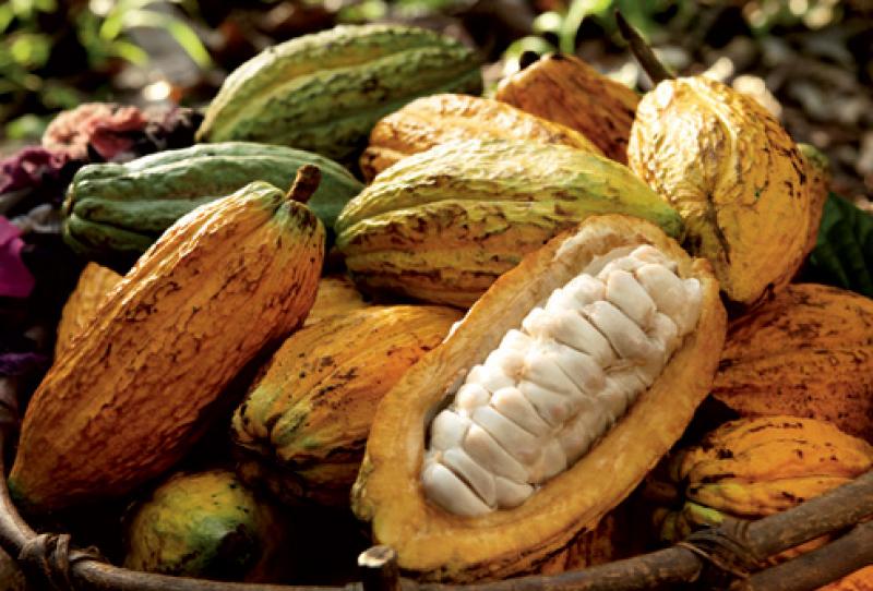 Existe carencia de semilla de cacao de calidad