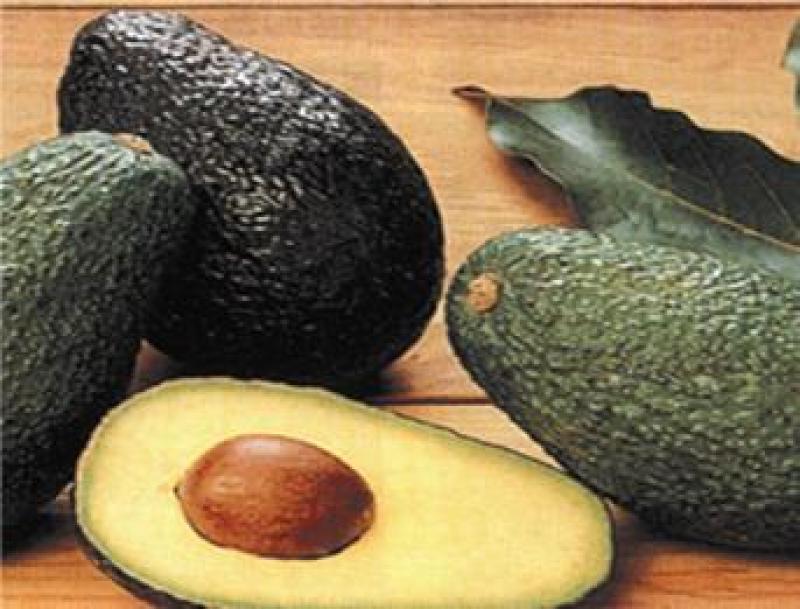 ¿EXISTE UN COMPLOT POR PARTE DE LOS PRODUCTORES DE PALTA CALIFORNIANA?