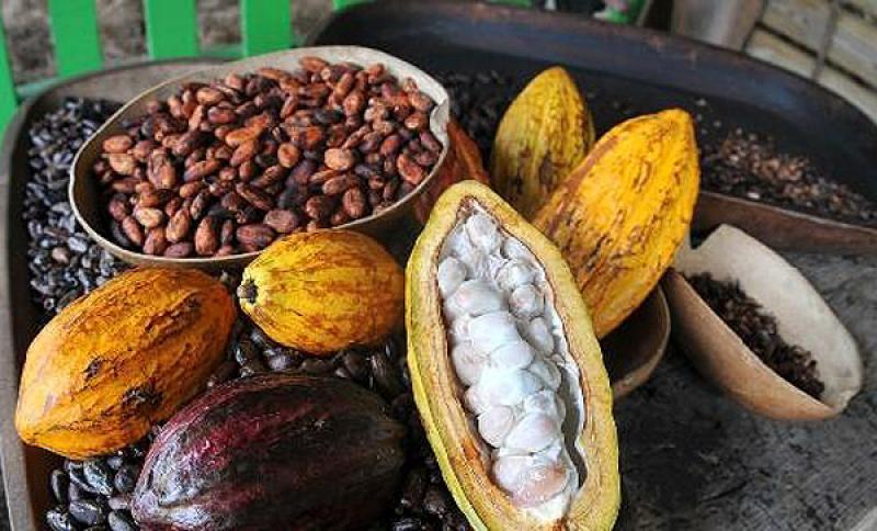 Existen 12.830 toneladas de cacao en grano almacenado
