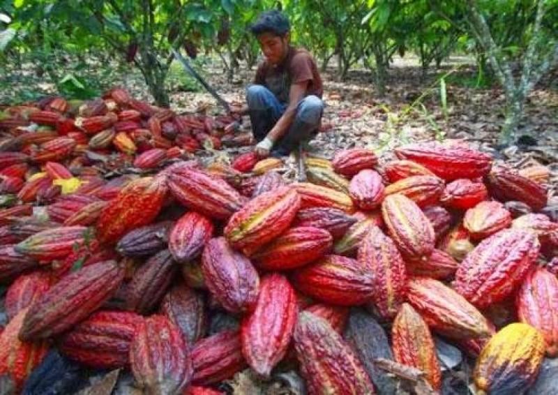 Existen 200 mil hectáreas de cacao instaladas en Perú