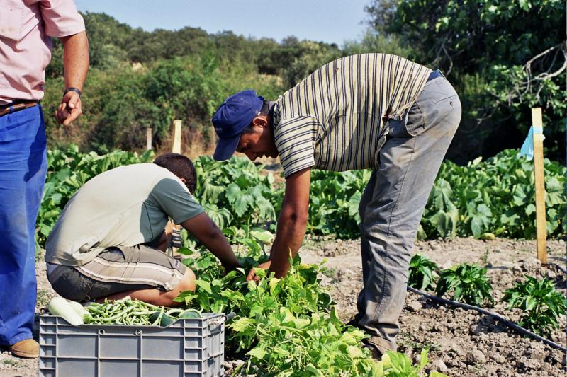 Existen 395 cooperativas agrarias en el Perú