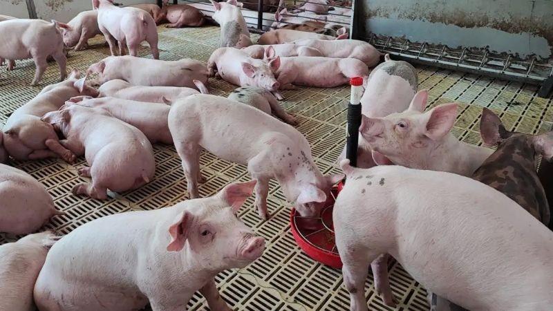 Existen 419.702 productores dedicados a la crianza de cerdo en nuestro país