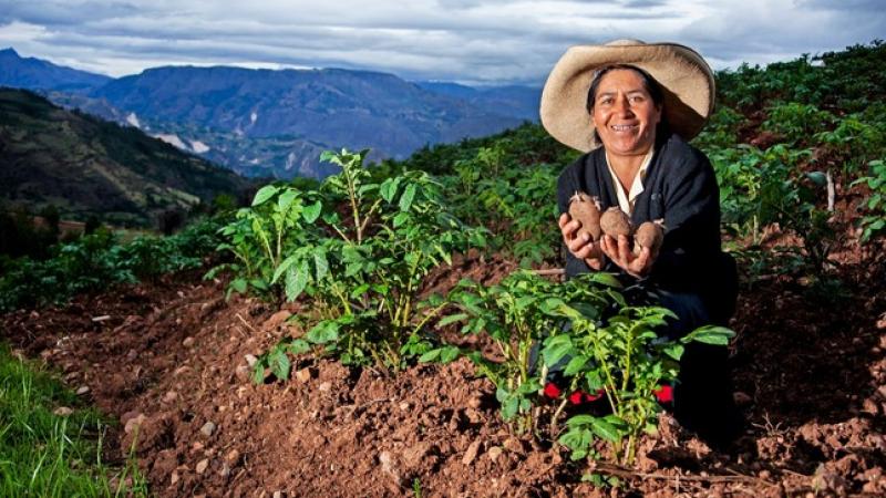 Existen 931.529 mujeres productoras agrarias en Perú