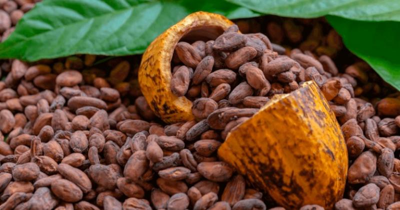 Existen cerca de 182.000 hectáreas de cacao en nuestro país, destacando San Martín, Junín y Ucayali