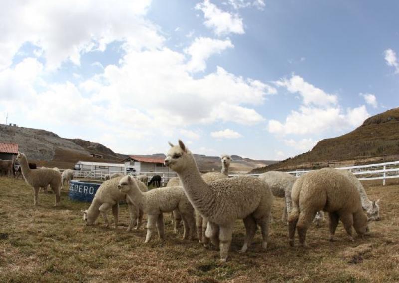 Existen más de 3.6 millones de alpacas en Perú, lo que representa el 87% del total mundial