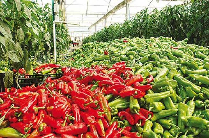 EXPORTACIÓN DE CAPSICUM CAYÓ 13% 