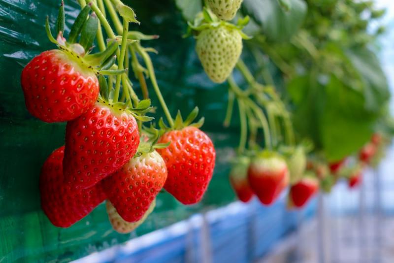 Exportación de fresas en 2018 cerró en ascenso y alcanzó valores de US$ 16.7 millones