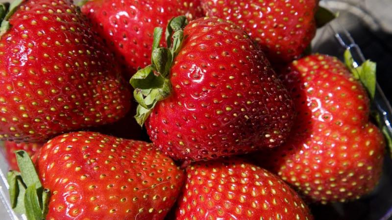Exportación de fresas ya supera los US$ 10 millones