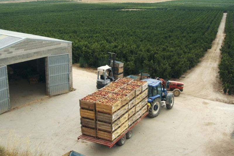 Exportación de frutas y hortalizas españolas cayó en volumen 12% en el primer trimestre de 2023 mientras que la importación aumentó 17%
