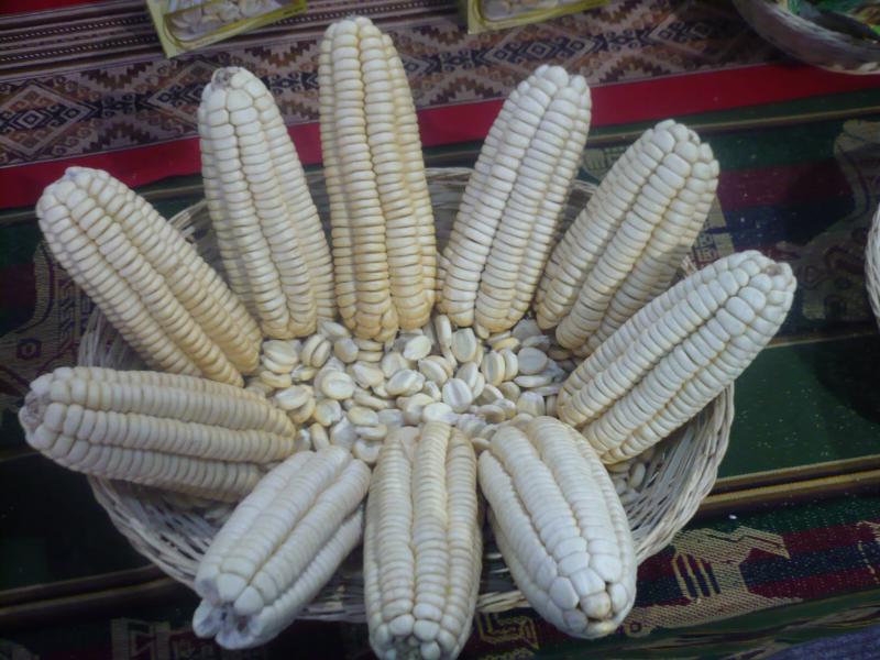 Exportación de maíz blanco del Cusco crece 36% durante el 2016 y supera los US$ 10 millones