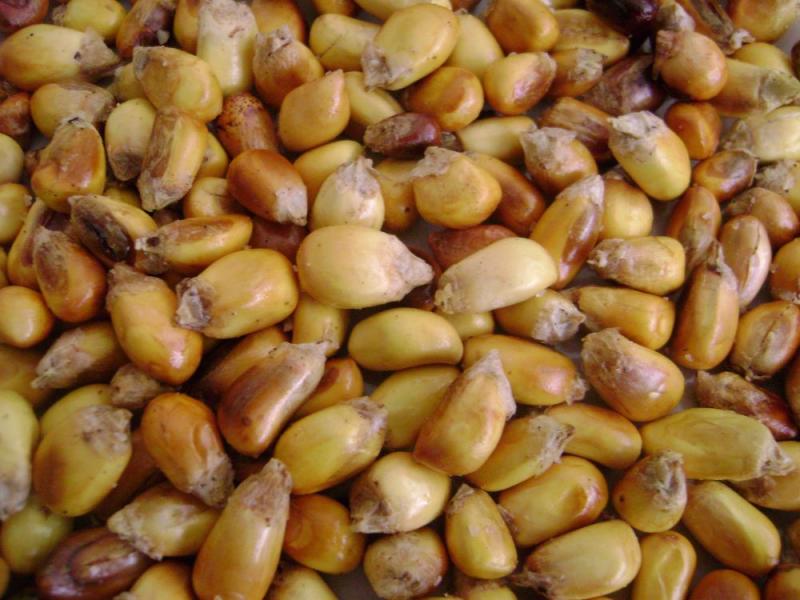 Exportación de maíz chullpi suma US$ 3.2 millones entre enero y septiembre