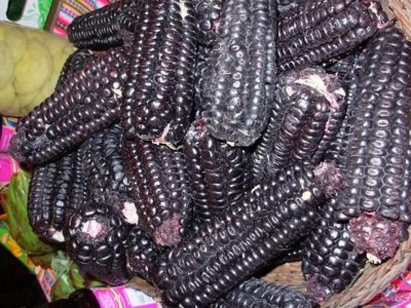 EXPORTACIÓN DE MAÍZ MORADO DISMINUYÓ 35%