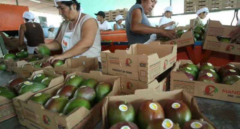Exportación de mango fresco: un nuevo (y retador) récord para el Perú