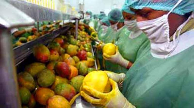 EXPORTACIÓN DE MANGOS AL PRIMER SEMESTRE DECRECE LIGERAMENTE EN COMPARACIÓN AL AÑO ANTERIOR