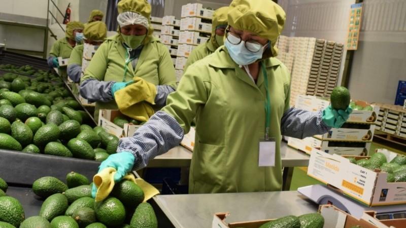 Exportación de palta peruana se mantiene estable en julio pese a caída del volumen embarcado