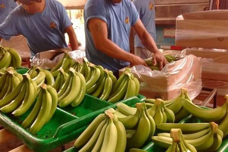 Exportación de plátanos sumó US$ 12.9 millones en enero