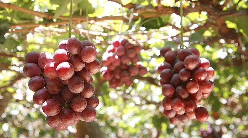 Exportación de uva de mesa de Ica aumentó 7.1% en 2019