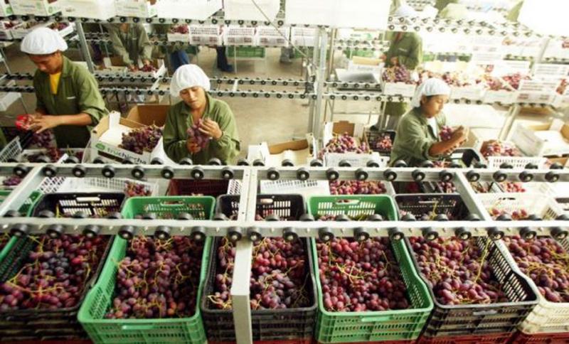 Exportación de uva de mesa en la actual campaña se acercará a los US$ 1.000 millones