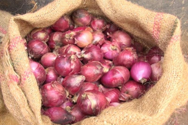 Exportación peruana de cebollas llega a US$ 15.5 millones