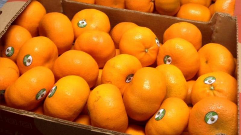 Exportación peruana de mandarinas llegó a US$ 29 millones durante el primer semestre
