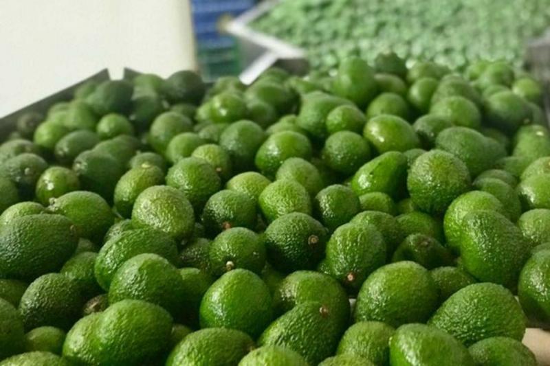Exportación peruana de palta a Países Bajos en 2021 representó el 33% del total a nivel mundial, siendo el principal destino de esta fruta