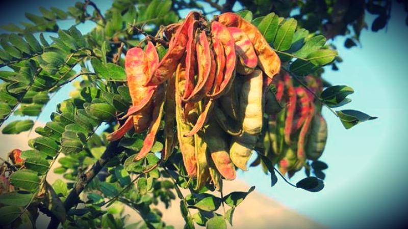 Exportación peruana de tara en goma alcanzó los US$ 5.7 millones en el primer bimestre de 2023