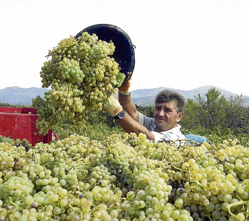Exportación peruana de uva crecería 26% en la campaña 2017/2018