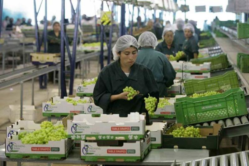 Exportación peruana de uva de mesa creció en valor 18% en el primer trimestre del año