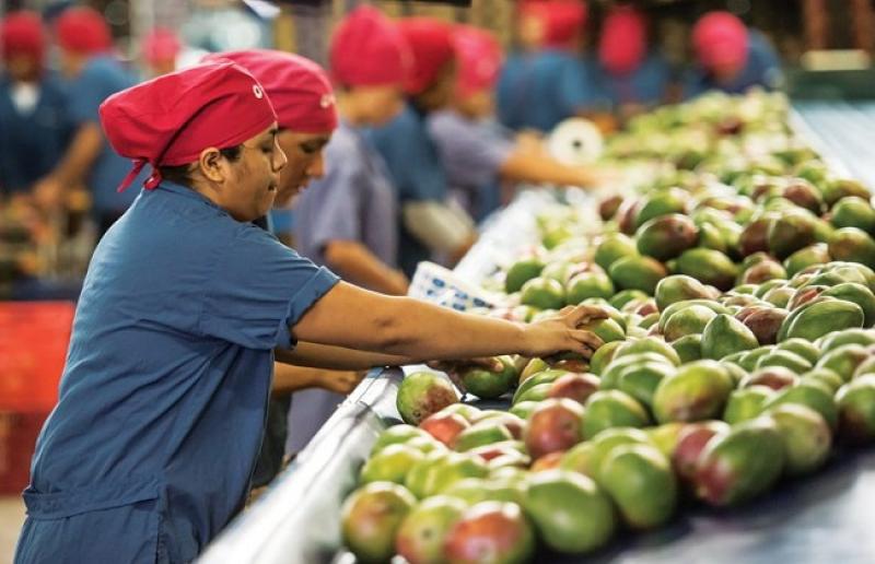 Exportación total de mango peruano crecería 30% si se envía a China