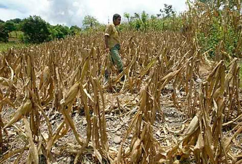 EXPORTACIONES AGRÍCOLAS PODRÍAN CAER ENTRE 2% Y 4% POR EFECTO DEL NIÑO