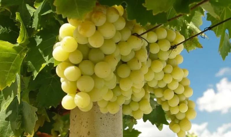 Exportaciones agroindustriales de Perú a México sumaron US$ 220 millones en el primer semestre de 2025