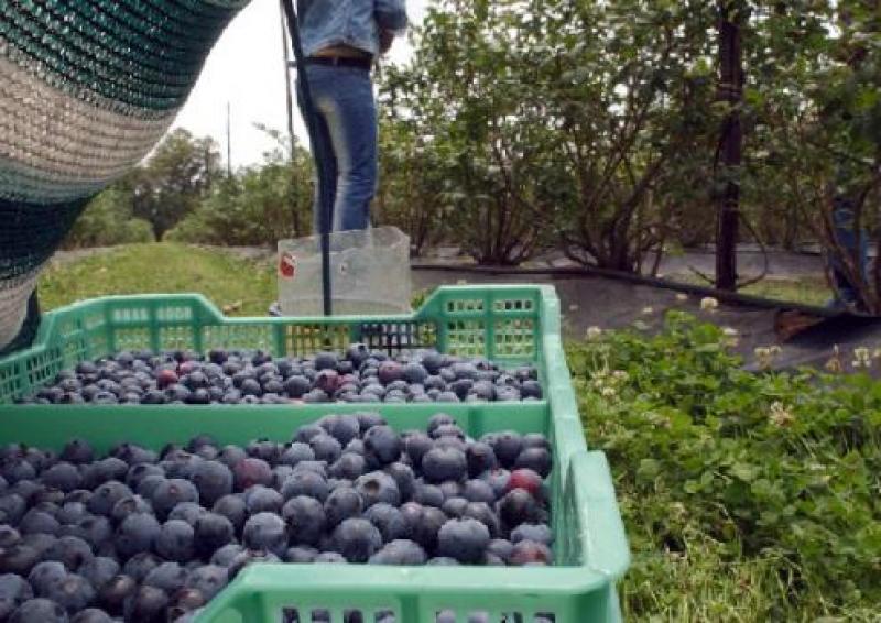 EXPORTACIONES DE ARÁNDANOS SUMARON MÁS DE US$ 28 MILLONES EL 2014